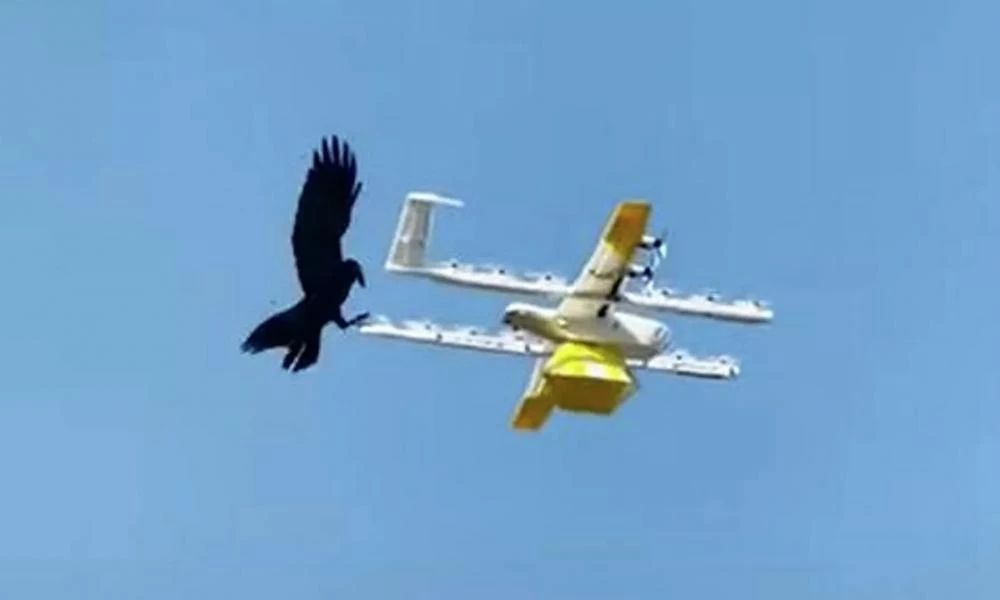 Θυμωμένο κοράκι παίρνει στο κυνήγι drone που κουβαλάει καφέ